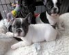 franse bulldog puppies poor adoptie - 0 - Thumbnail