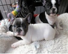 franse bulldog puppies poor adoptie
