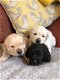 Prachtige medium Labradoodle pups - 0 - Thumbnail