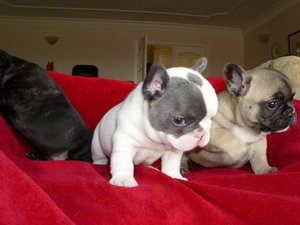 Schattige Franse Bulldoggen voor adoptie - 0