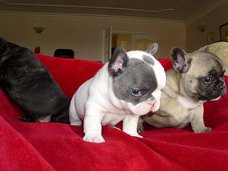 Schattige Franse Bulldoggen voor adoptie
