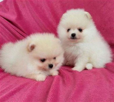 Schattige uitstekende Pomeranain-puppy's - 0