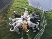 Raszuivere border collie-puppy's - 0 - Thumbnail