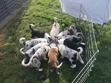 Raszuivere border collie-puppy's