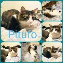 MJM Dogs Foundation: Pitufo - nr. 1