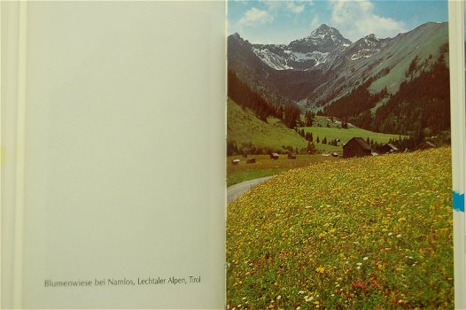 Zauberhafte Alpenblumen - 1