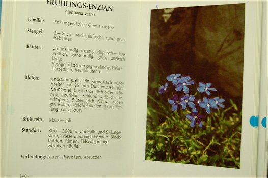 Zauberhafte Alpenblumen - 2