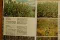 Växter och djur i fjällen - 6 - Thumbnail