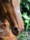 Paarden hoofd gemaakt van ijzer-paard-paardenhoofd - 3 - Thumbnail
