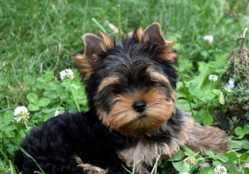 THEEKOPJE YORKIE PUPPIES - 0