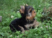 THEEKOPJE YORKIE PUPPIES - 2