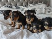 THEEKOPJE YORKIE PUPPIES - 3 - Thumbnail