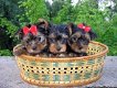 THEEKOPJE YORKIE PUPPIES - 0 - Thumbnail