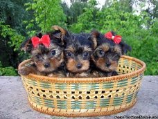 THEEKOPJE YORKIE PUPPIES