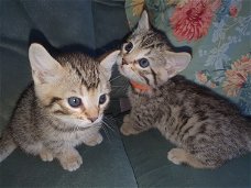 Bengaalse kittens voor gratis adoptie