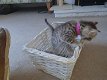 Bengaalse kittens voor gratis adoptie - 1 - Thumbnail