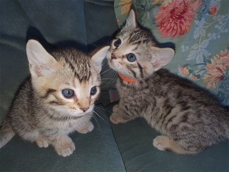 Bengaalse kittens voor gratis adoptie - 0