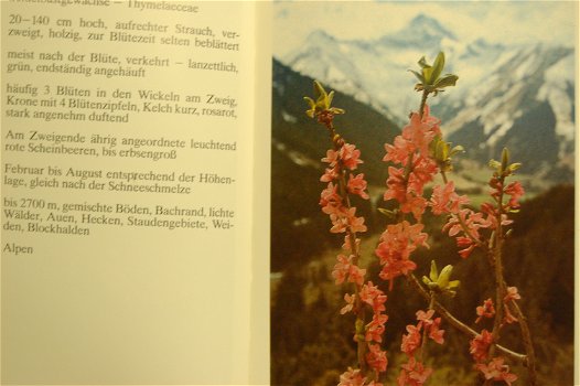 Blumen in den Alpen - 1