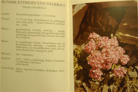 Blumen in den Alpen - 2