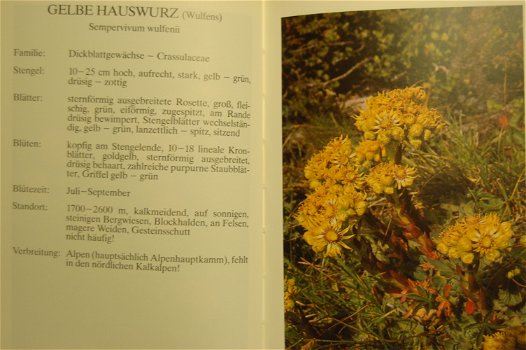 Blumen in den Alpen - 3