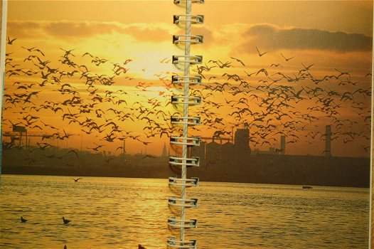 Strand- en Kustvogels - 1