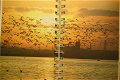 Strand- en Kustvogels - 1 - Thumbnail