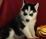 Uitstekende Siberische Husky-puppy's te koop - 0 - Thumbnail