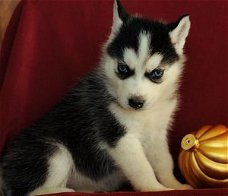 Uitstekende Siberische Husky-puppy's te koop