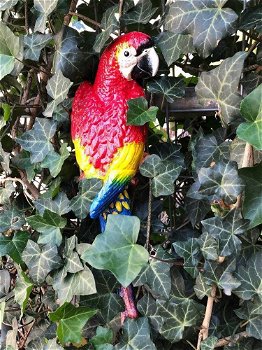 Rode papegaai, gietijzer-pappegaai-tuin-deco-kado - 2