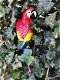 Rode papegaai, gietijzer-pappegaai-tuin-deco-kado - 2 - Thumbnail