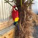Rode papegaai, gietijzer-pappegaai-tuin-deco-kado - 3 - Thumbnail