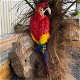 Rode papegaai, gietijzer-pappegaai-tuin-deco-kado - 4 - Thumbnail
