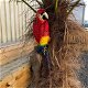 Rode papegaai, gietijzer-pappegaai-tuin-deco-kado - 5 - Thumbnail