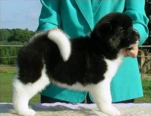 Schattige Akita-puppy's nu te koop - 0