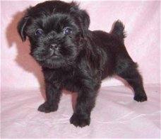 Affenpinscher-puppy's