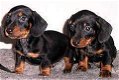 teckel pups voor adoptie - 0 - Thumbnail
