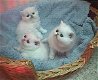 Aanbiddelijk Perzisch katje Ter adoptie - 0 - Thumbnail