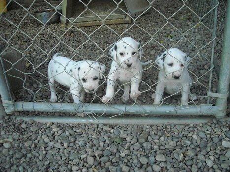 Dalmatische puppy's voor adoptie - 0