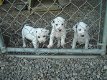 Dalmatische puppy's voor adoptie - 0 - Thumbnail