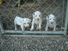 Dalmatische puppy's voor adoptie