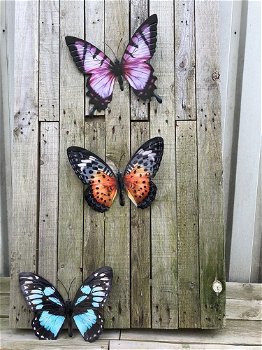 Set van 3 Vlinders, geheel metaal en vol in kleur-vlinder - 3