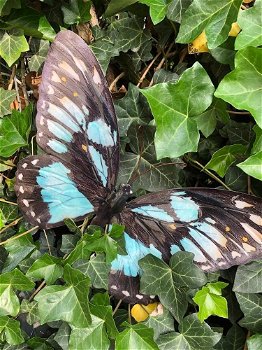 Vlinder, geheel metaal-vol in kleur blauw-groen zwart - 3