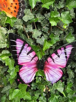 Vlinder, geheel metaal -vol in kleur paars- zwart-vlinder - 3