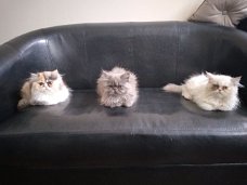 Absoluut prachtige Perzische kittens