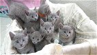 Mooie volbloed Russische blauwe kittens - 0 - Thumbnail
