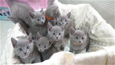 Mooie volbloed Russische blauwe kittens
