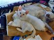 Prachtige kleine Ragdolls-kittens - 0 - Thumbnail