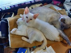 Prachtige kleine Ragdolls-kittens