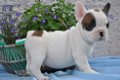 Franse bulldog pups - 0 - Thumbnail