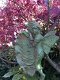 Wandornament vogelbad engel-gietijzer groen-jugendstil - 5 - Thumbnail